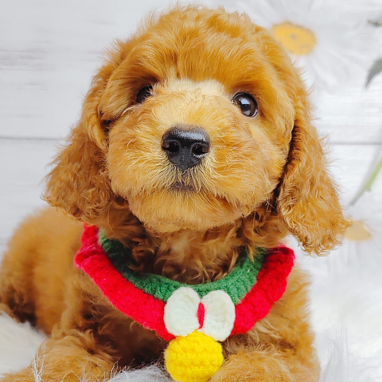 Poodle 娉拌开璐靛