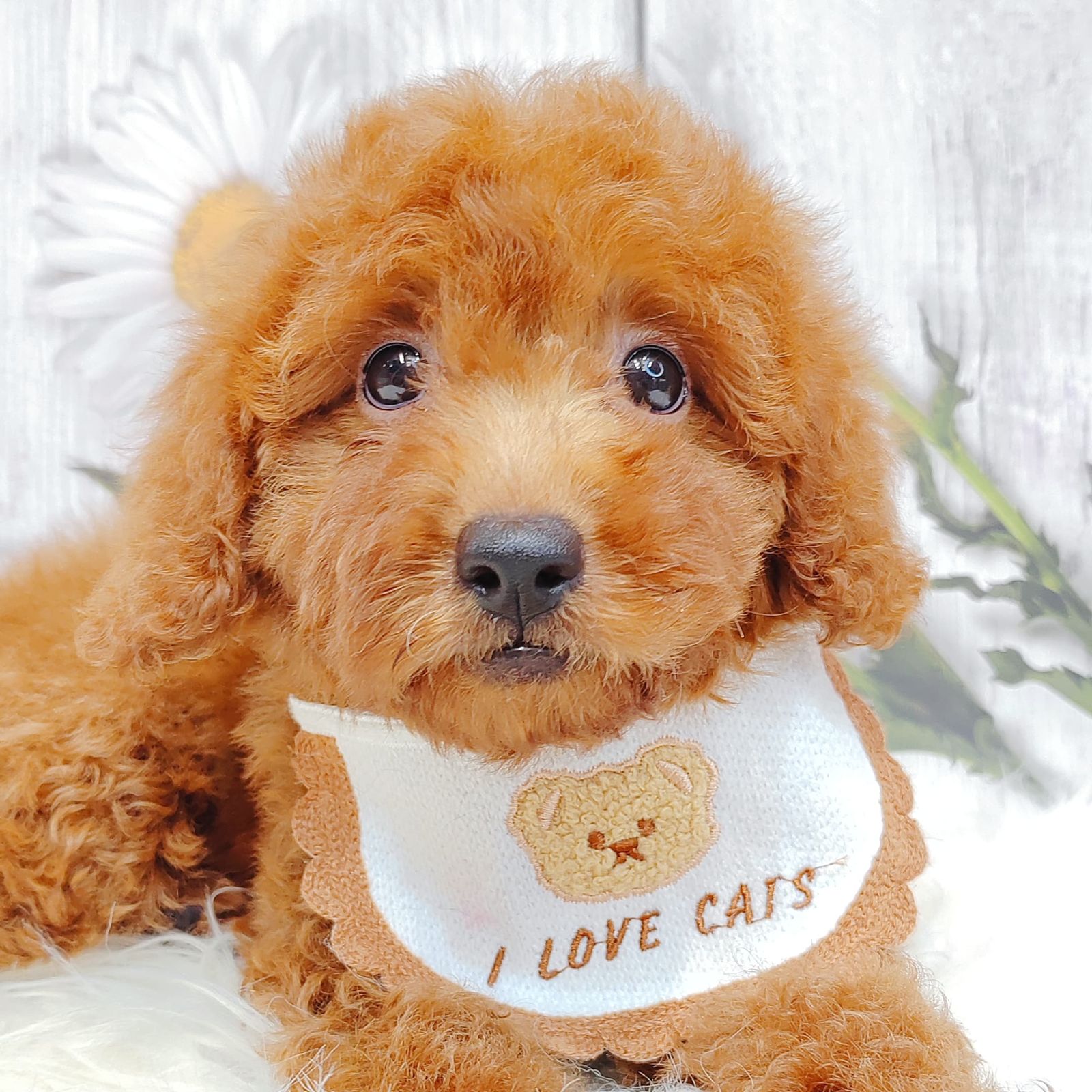 Poodle 璐靛娉拌开