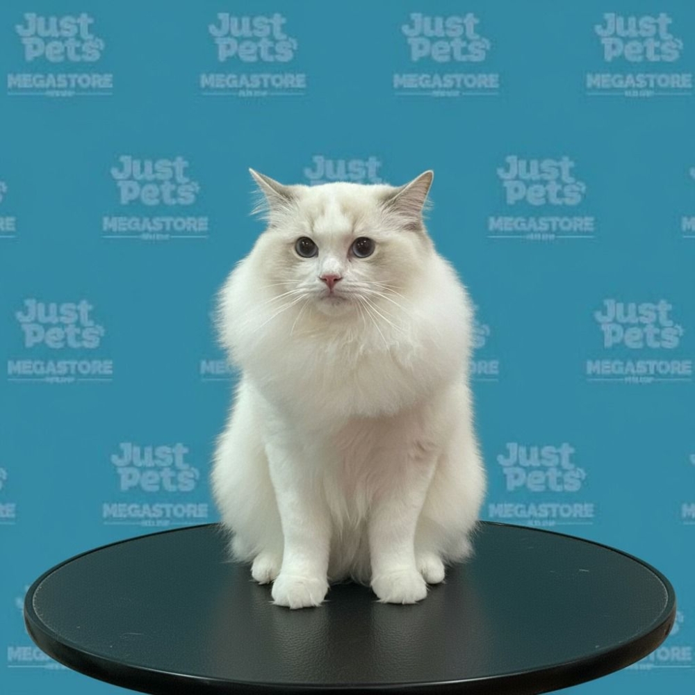 RAGDOLL Cats British Short Hair Petaling Jaya (PJ), Selangor, KL ...