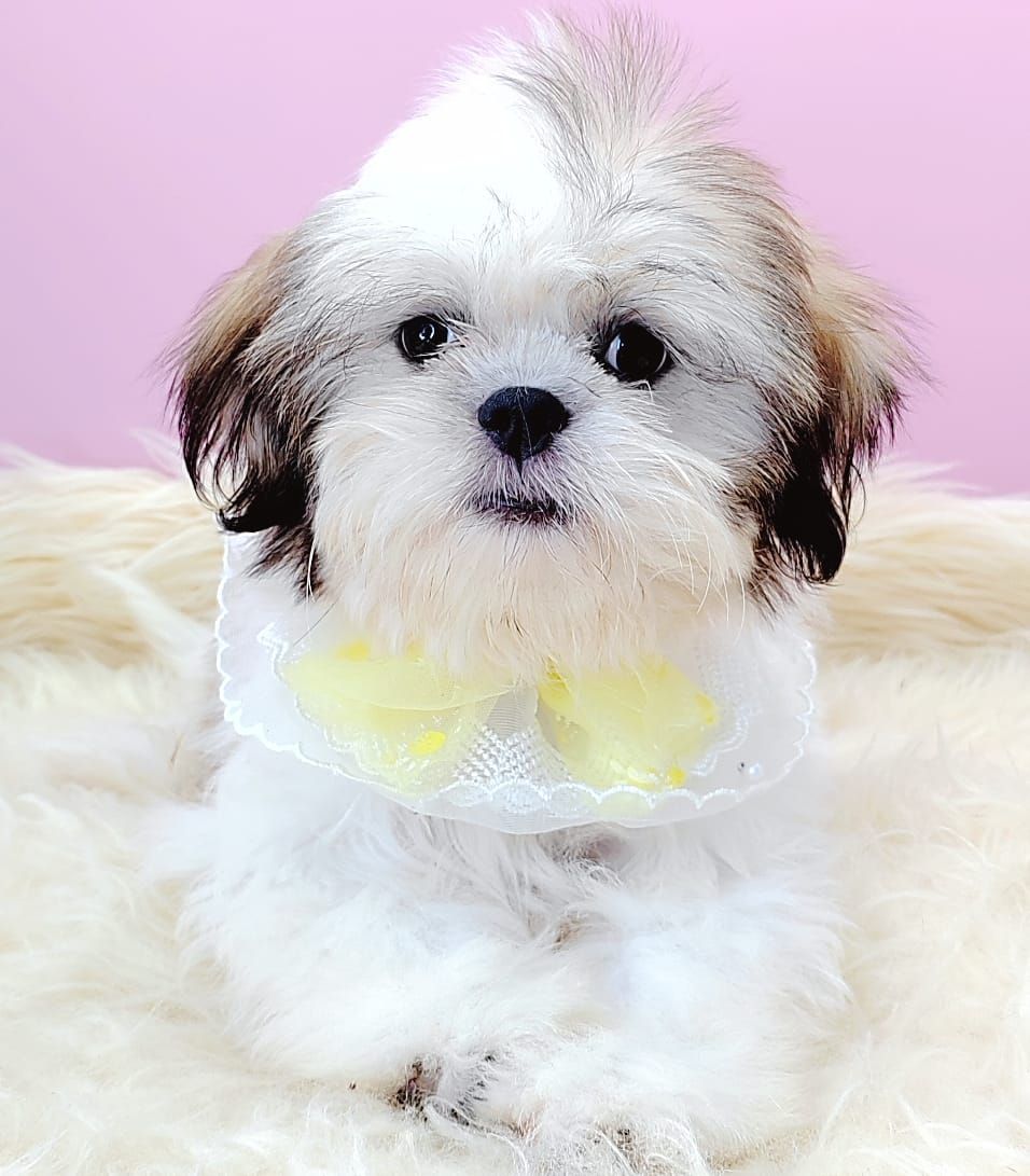 Shih Tzu 西施