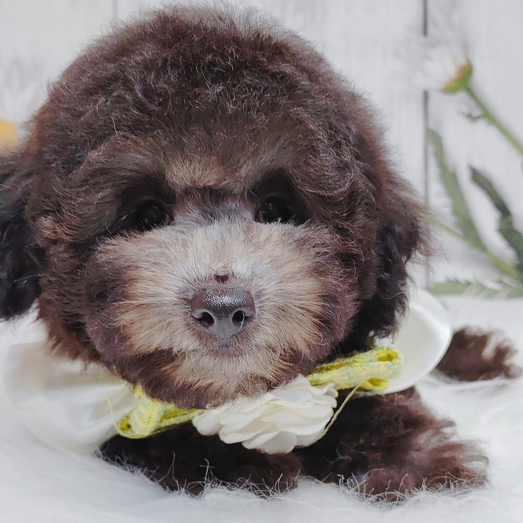 Poodle 娉拌开璐靛