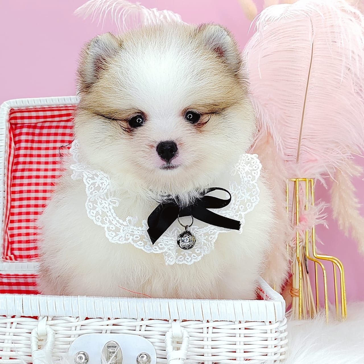 Pomeranian 博美