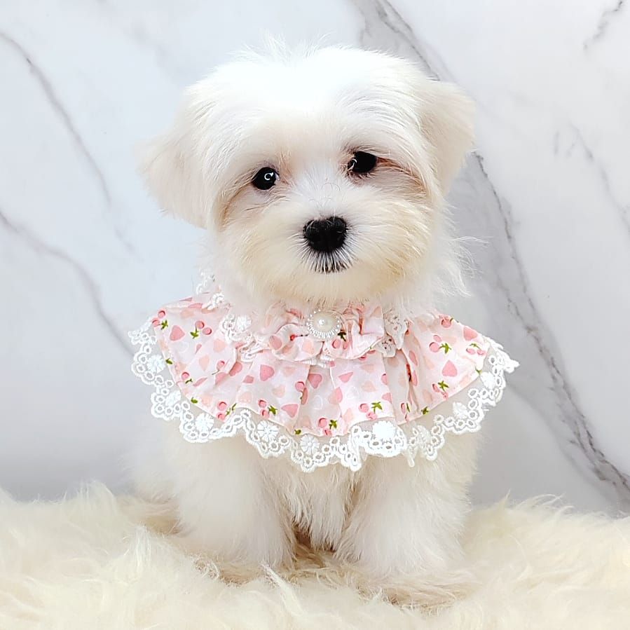 Maltese 马尔济斯