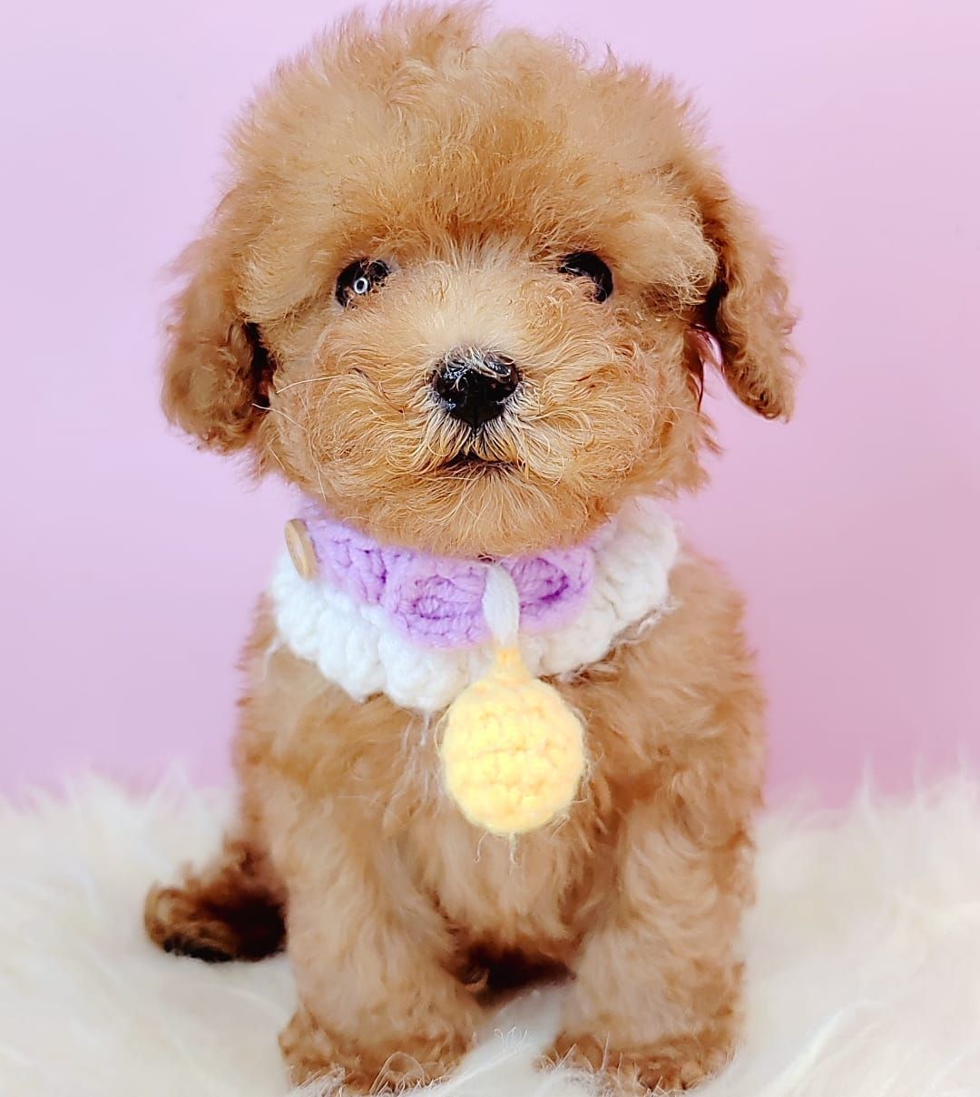 Poodle 娉拌开璐靛