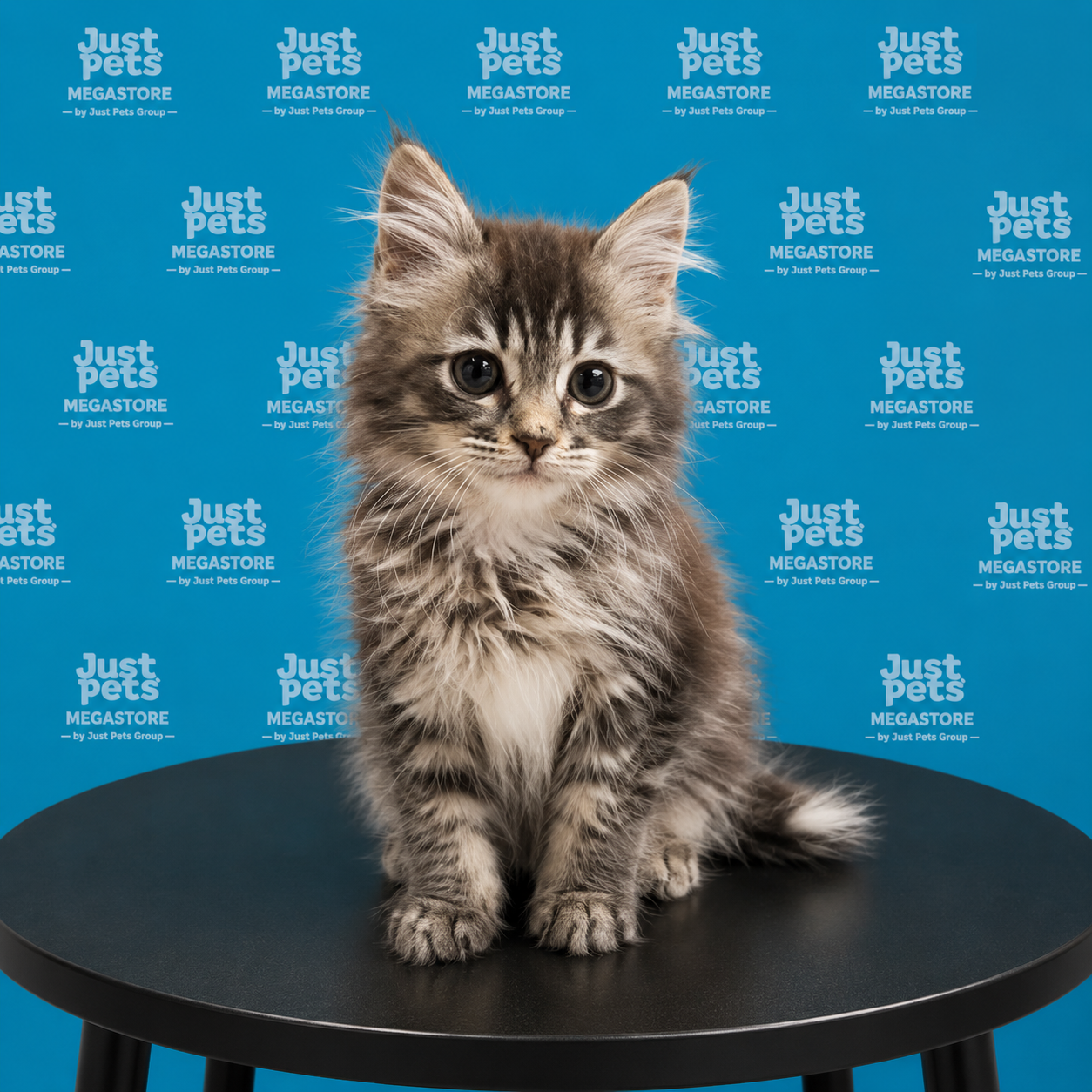 Persian x Mainecoon