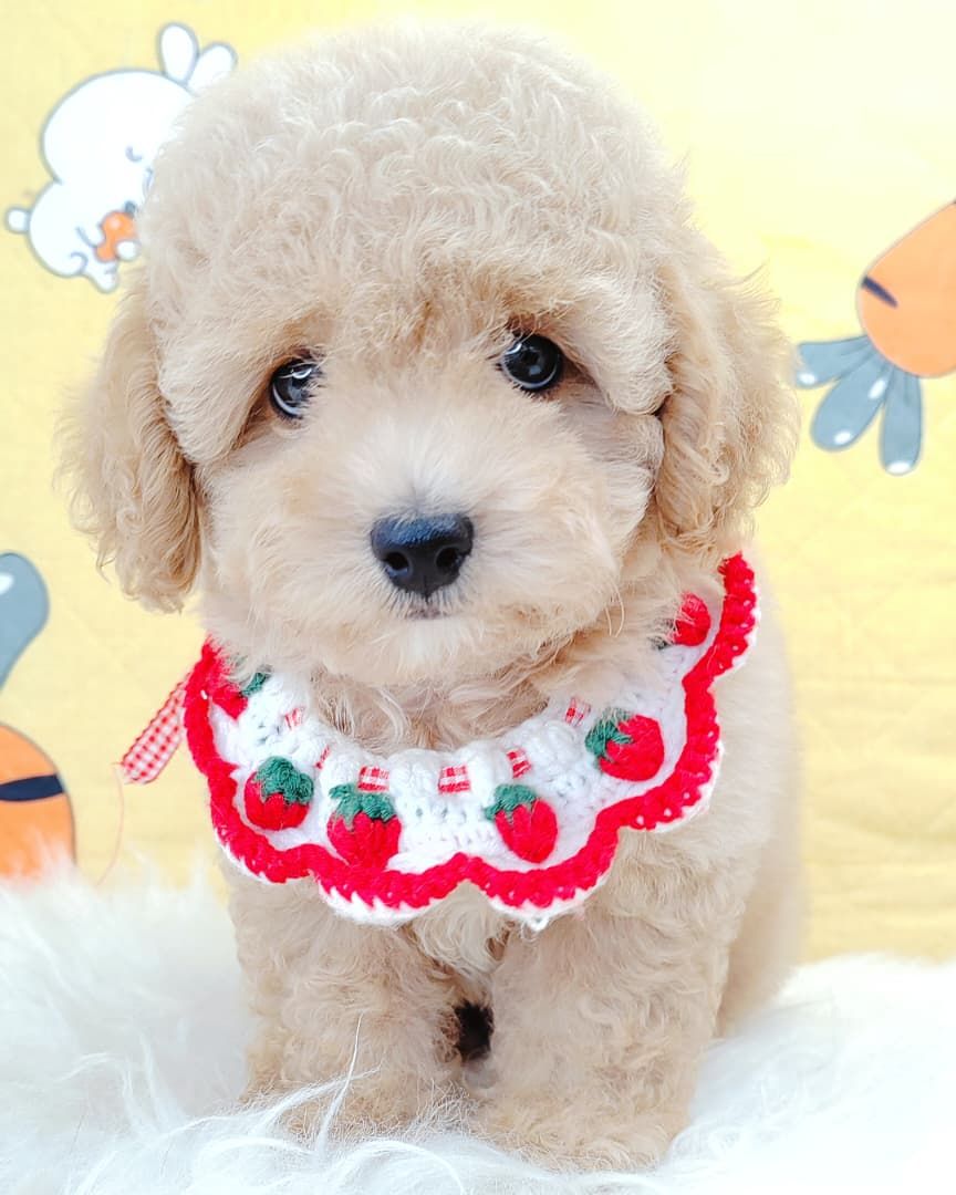 Poodle 娉拌开璐靛