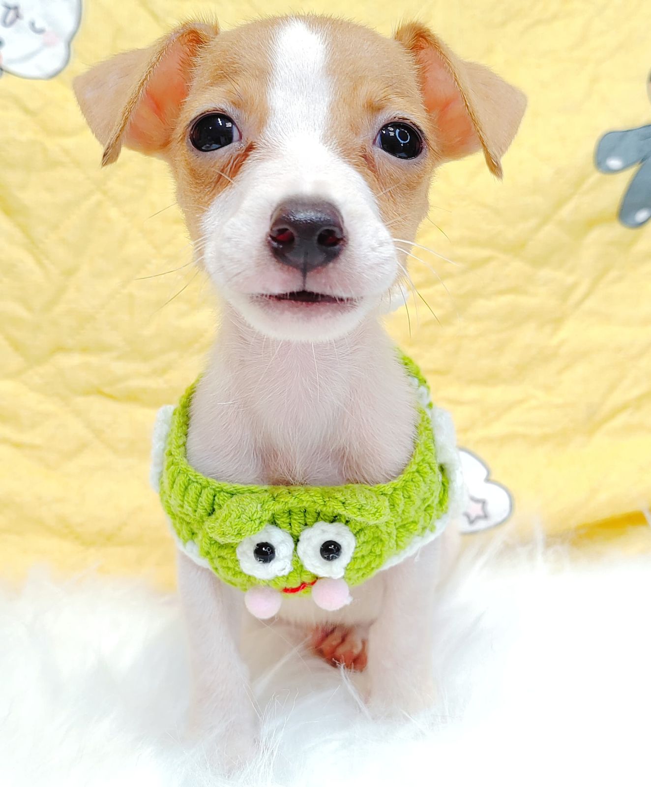 Jack Russell Terrier 杰克罗素梗