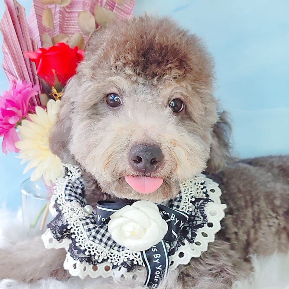 Poodle 娉拌开璐靛