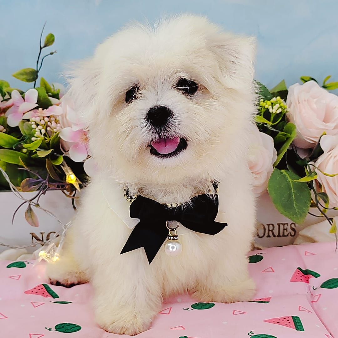 Maltese 马尔济斯