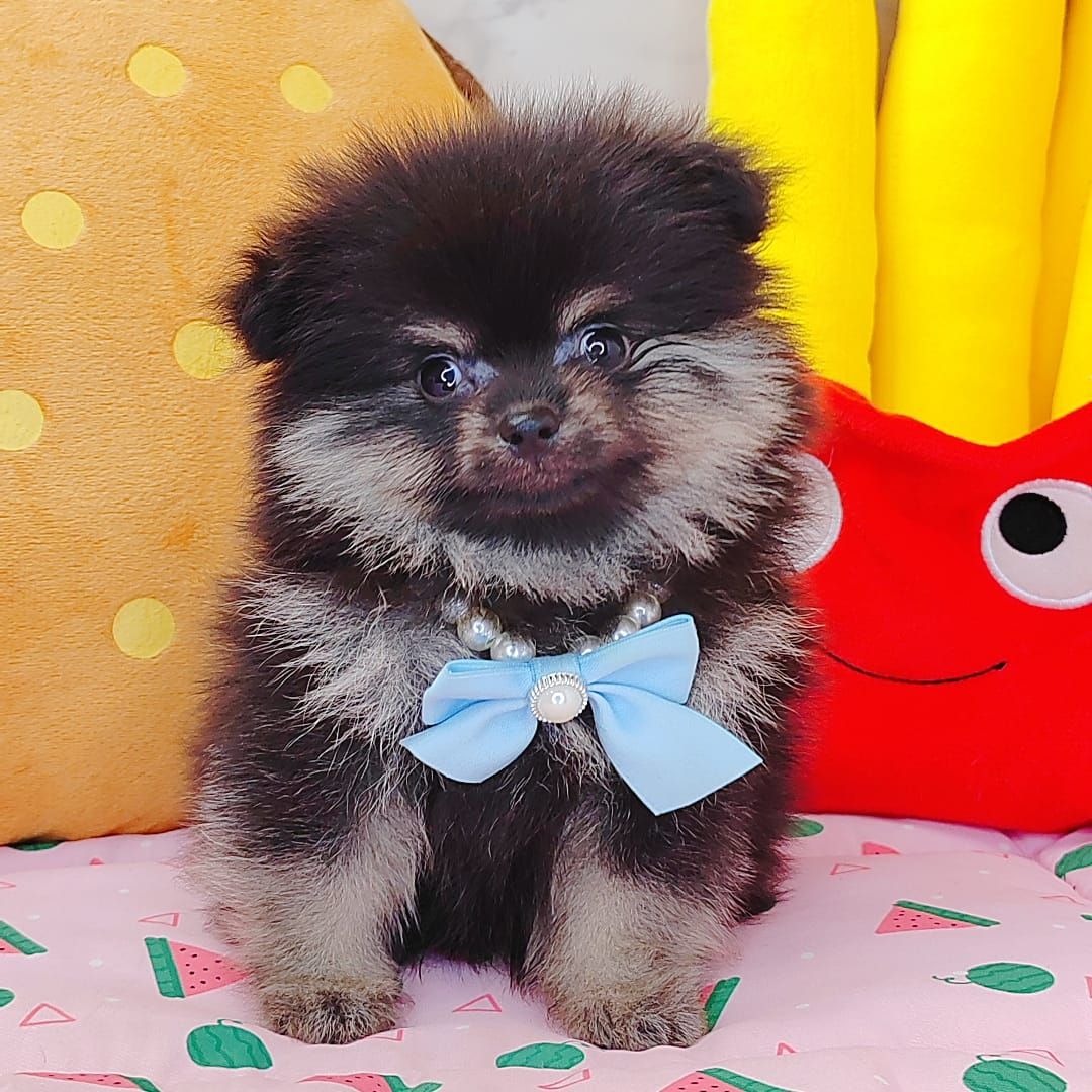 Pomeranian 博美