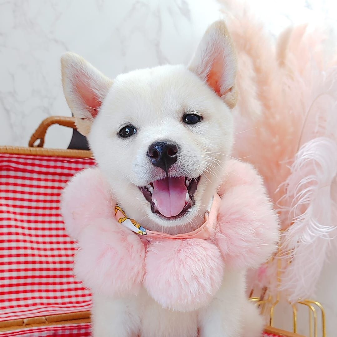 Shiba Inu 柴犬