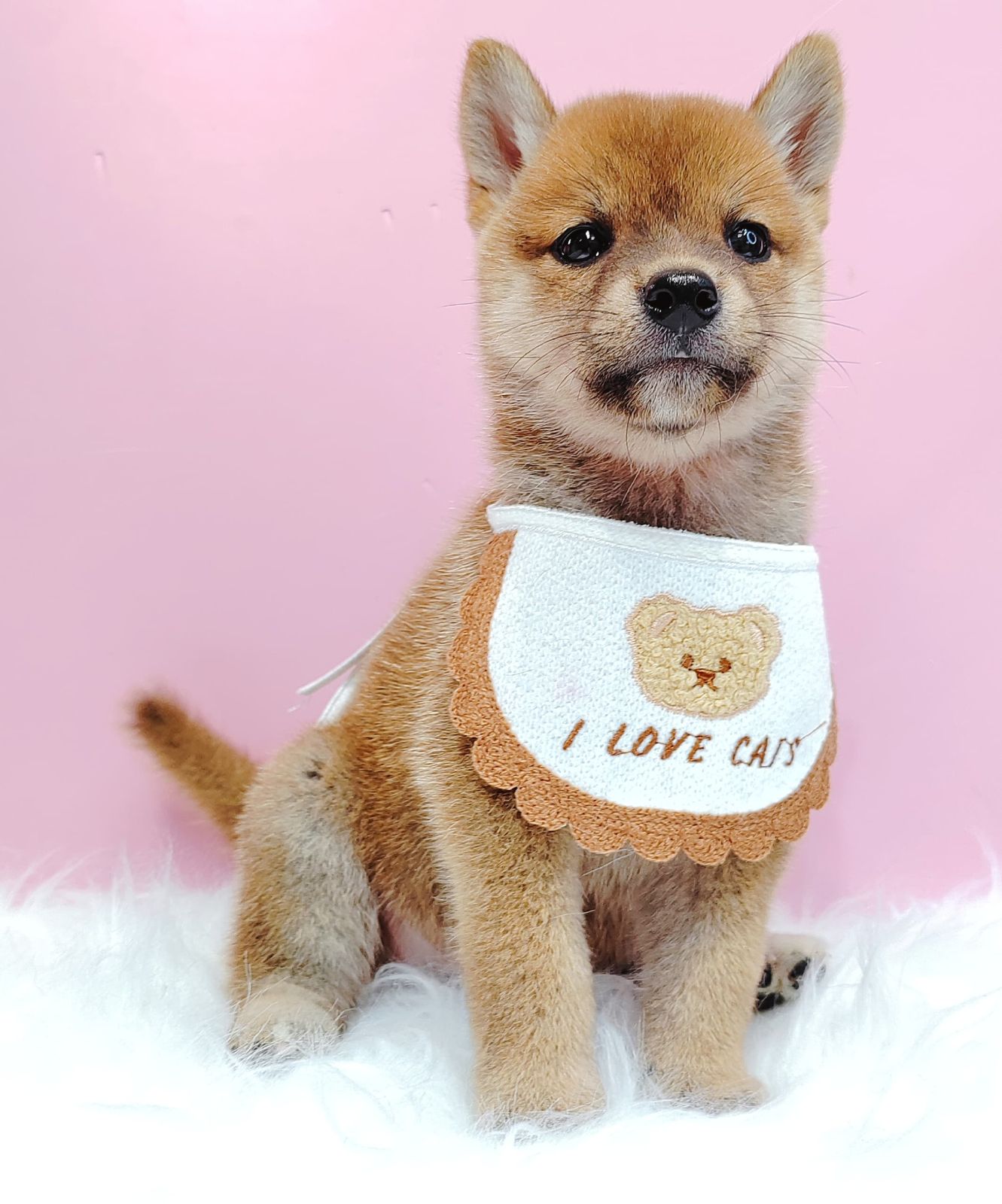 Shiba Inu 柴犬