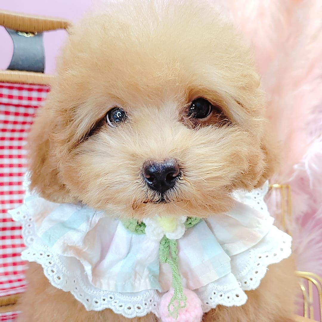 Poodle 娉拌开璐靛