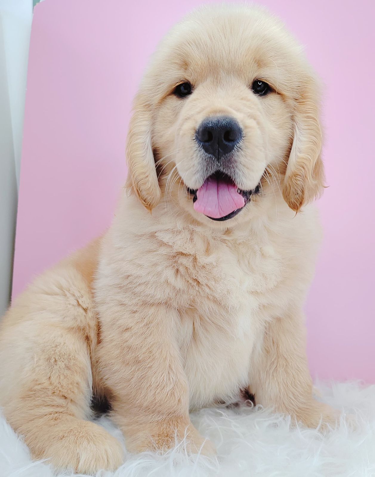 Golden Retriever 黄金猎犬