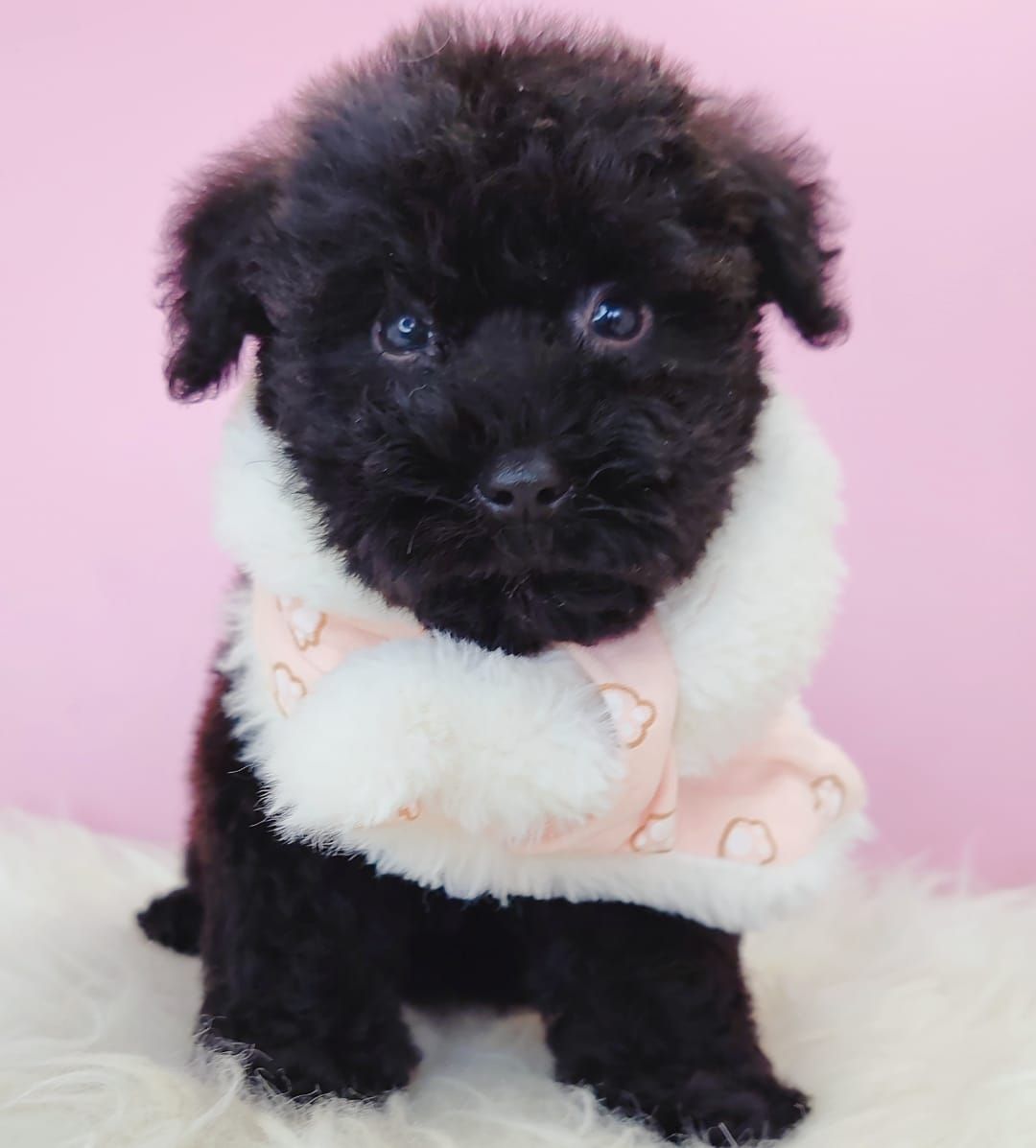 Poodle 娉拌开璐靛