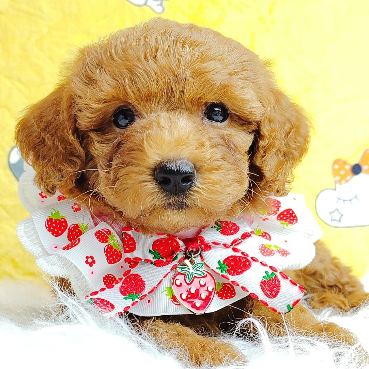 Poodle 娉拌开璐靛