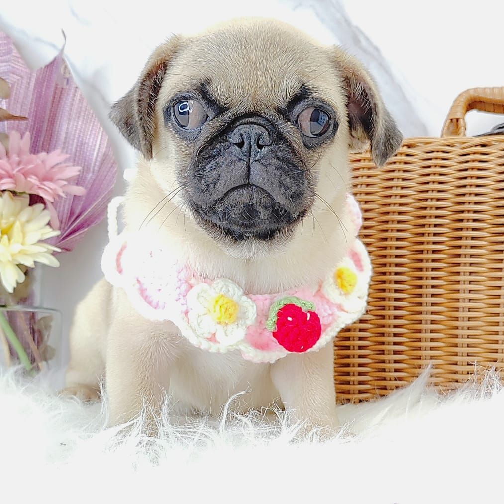 Pug 巴哥