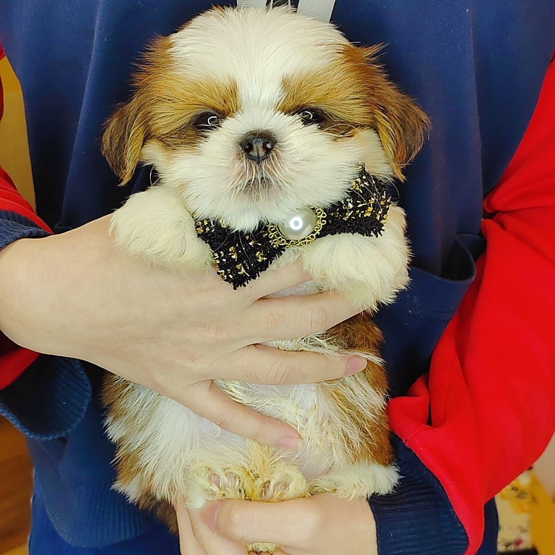 Shih Tzu 西施