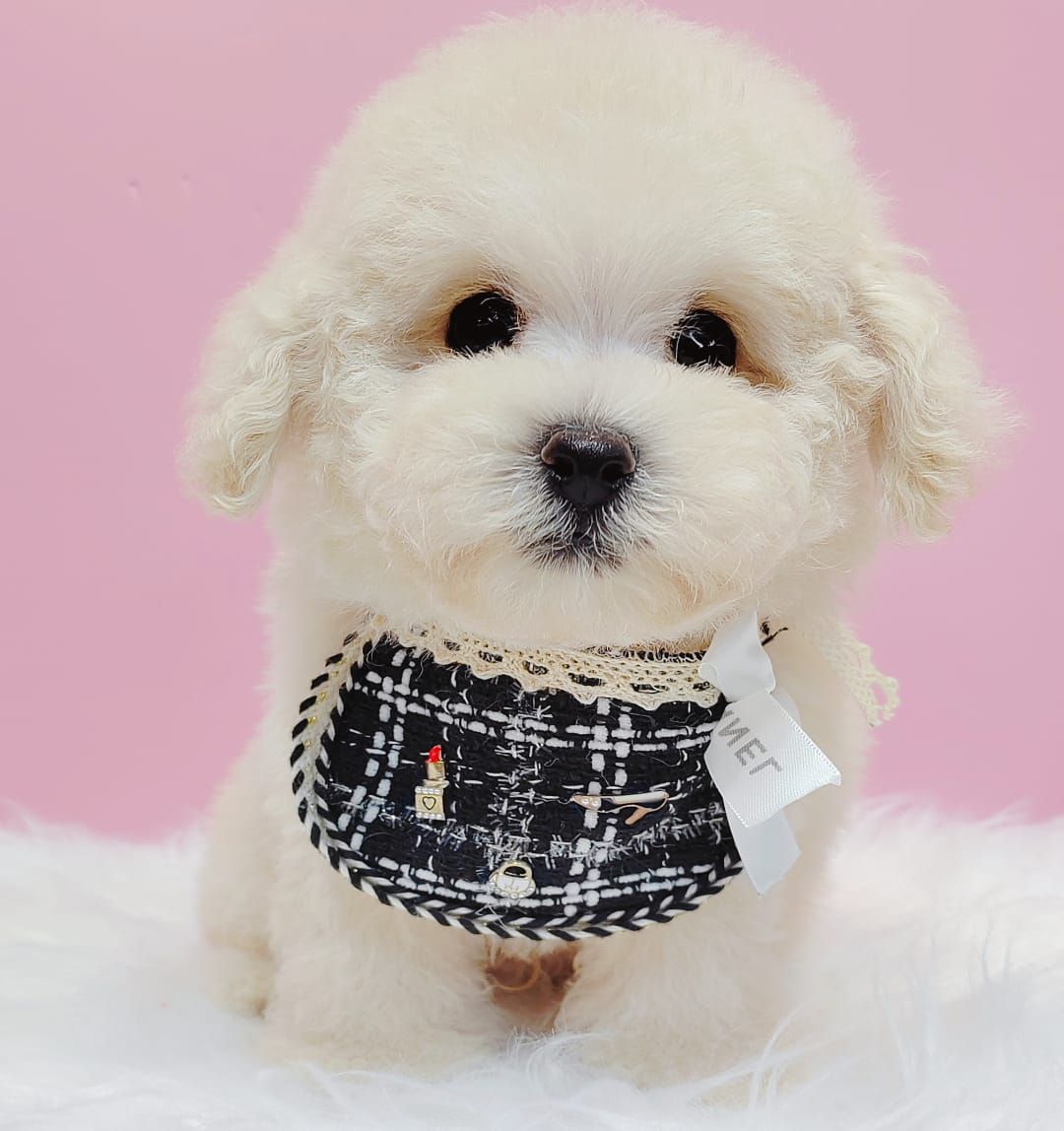 Bichonpoo 泰迪熊