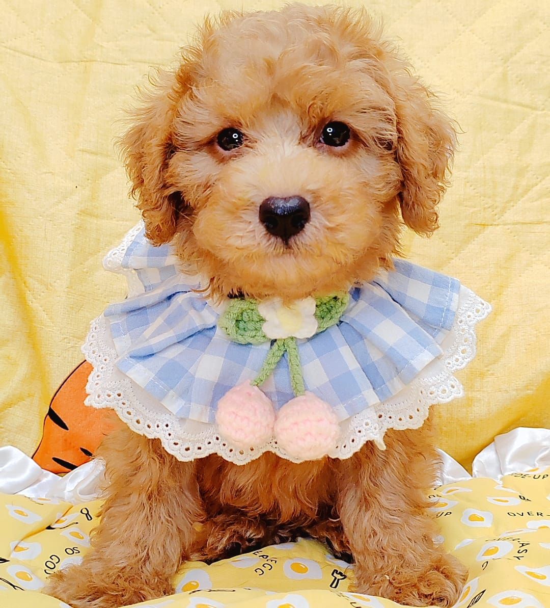  Poodle 娉拌开璐靛