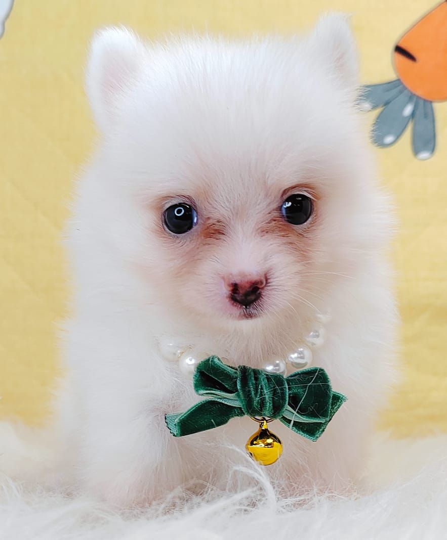 Chihuahua 吉娃娃