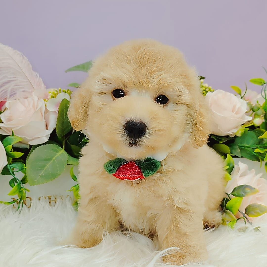  Poodle 娉拌开璐靛