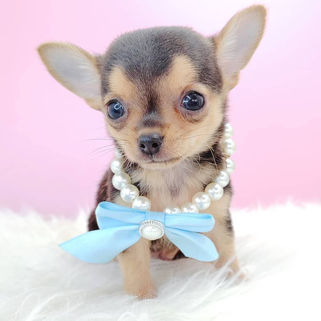 Chihuahua 吉娃娃