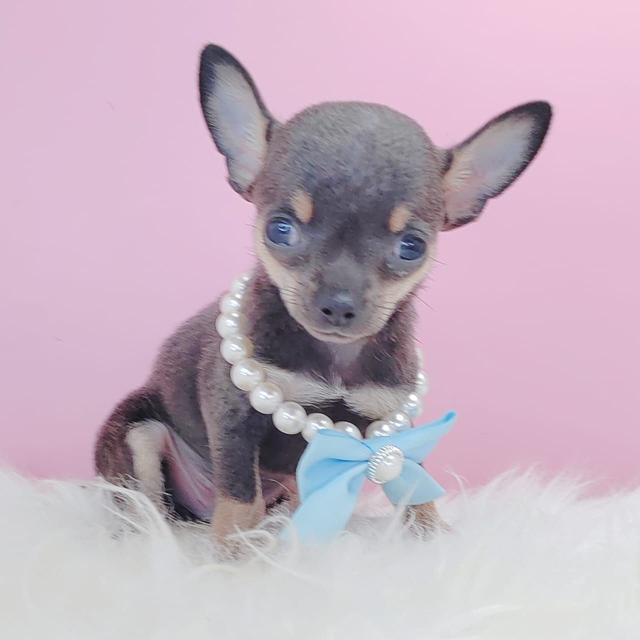 Chihuahua 吉娃娃