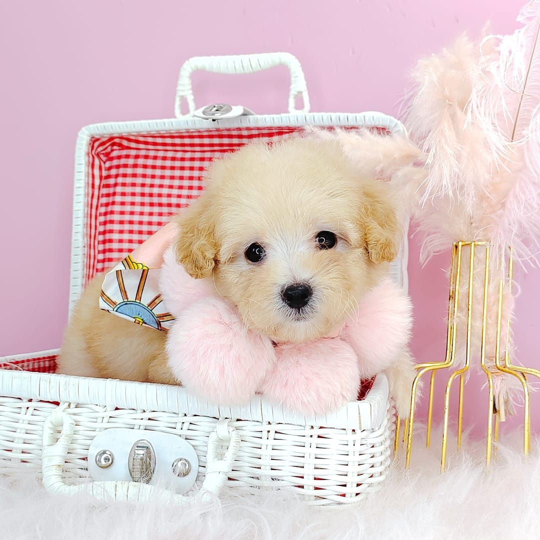 Poodle 娉拌开璐靛