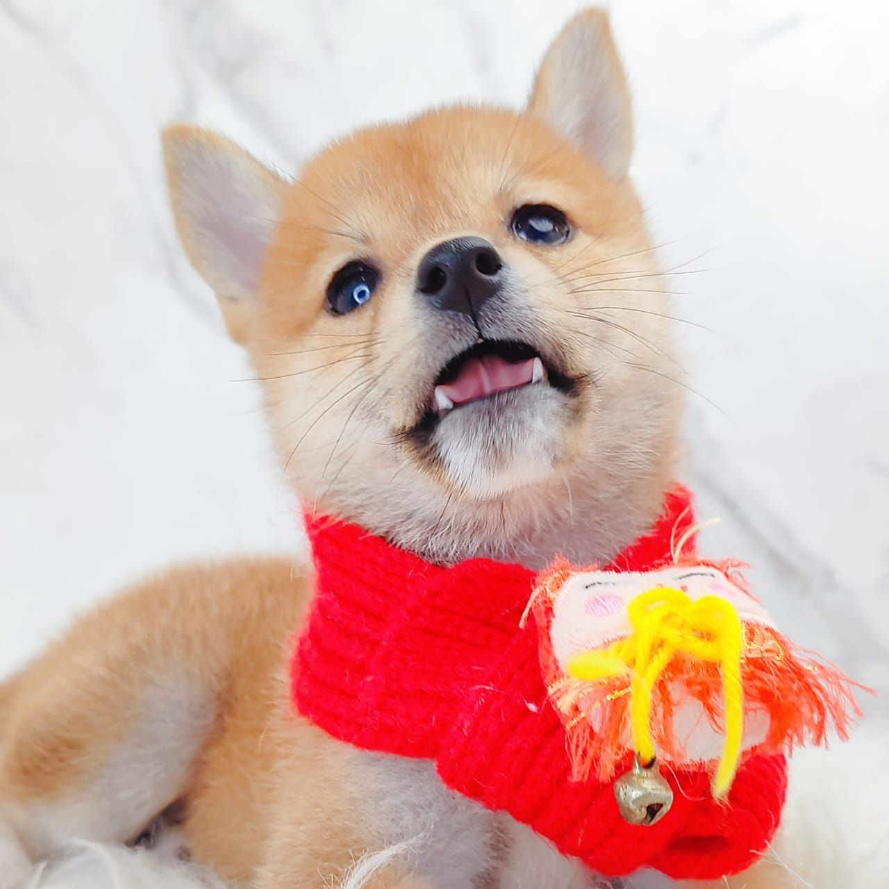 Shiba Inu 柴犬