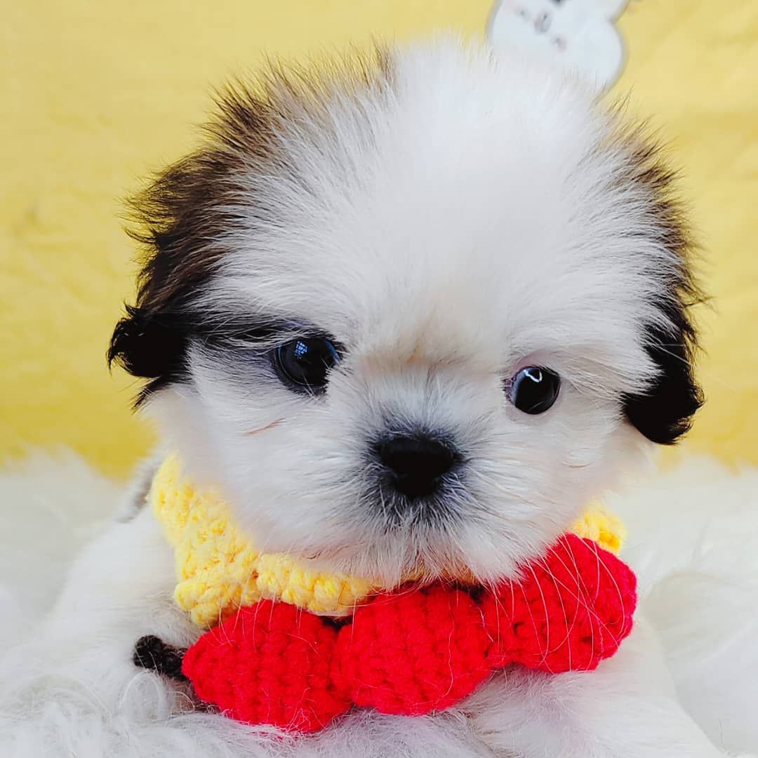 Shih Tzu 西施