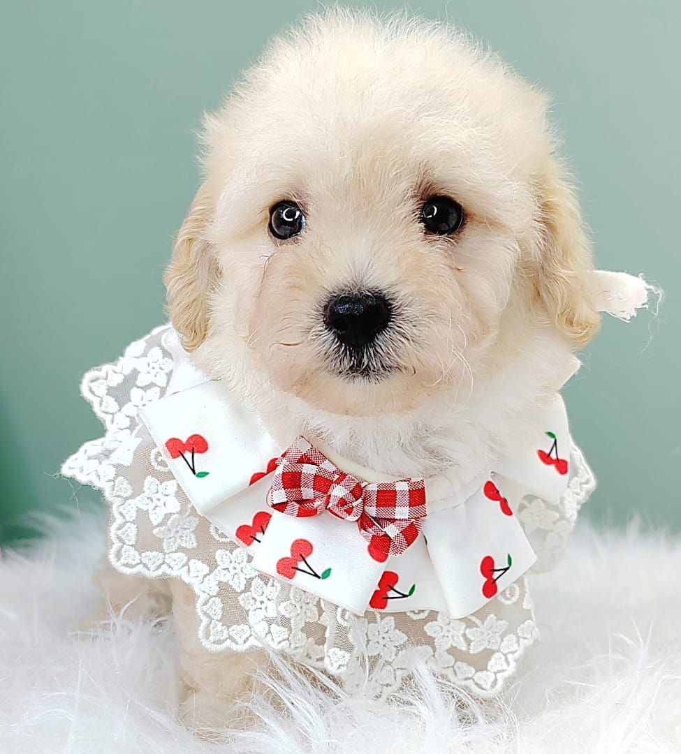 Poodle 娉拌开璐靛