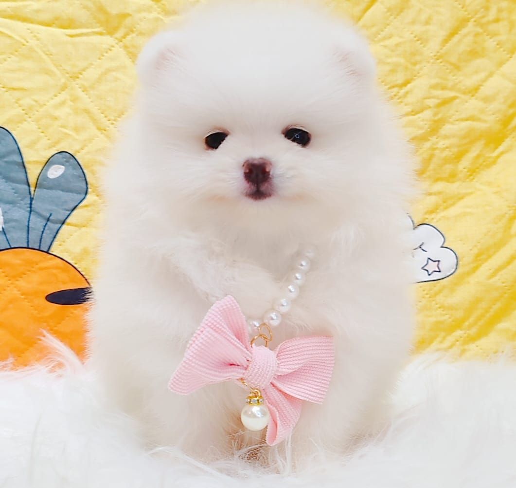 Pomeranian 博美