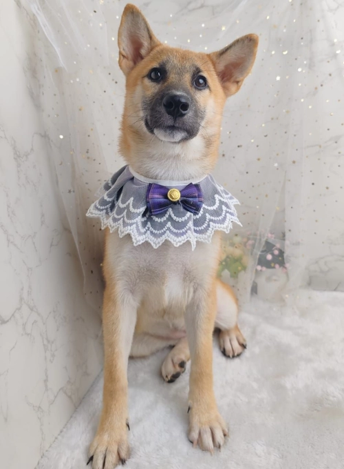 Shiba Inu Ȯ - FURGATHER DESTINY PET HOUSE