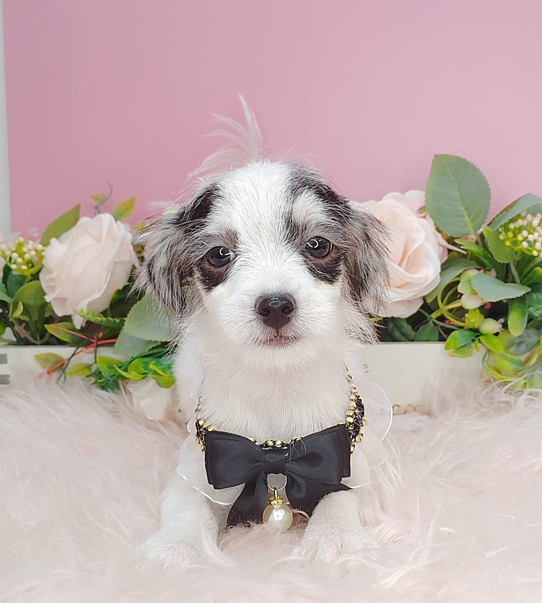 Chihuahua 吉娃娃