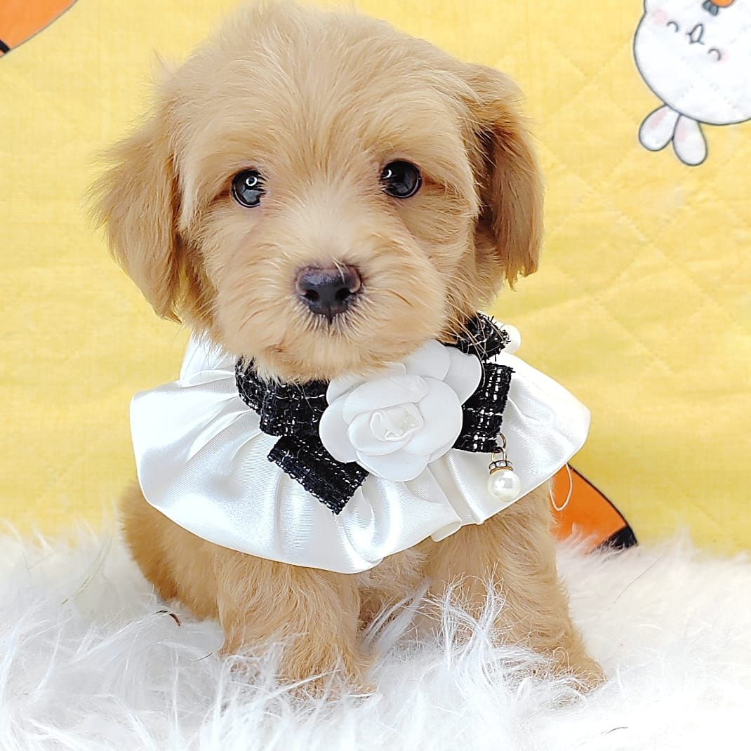 Maltipoo 马尔泰迪
