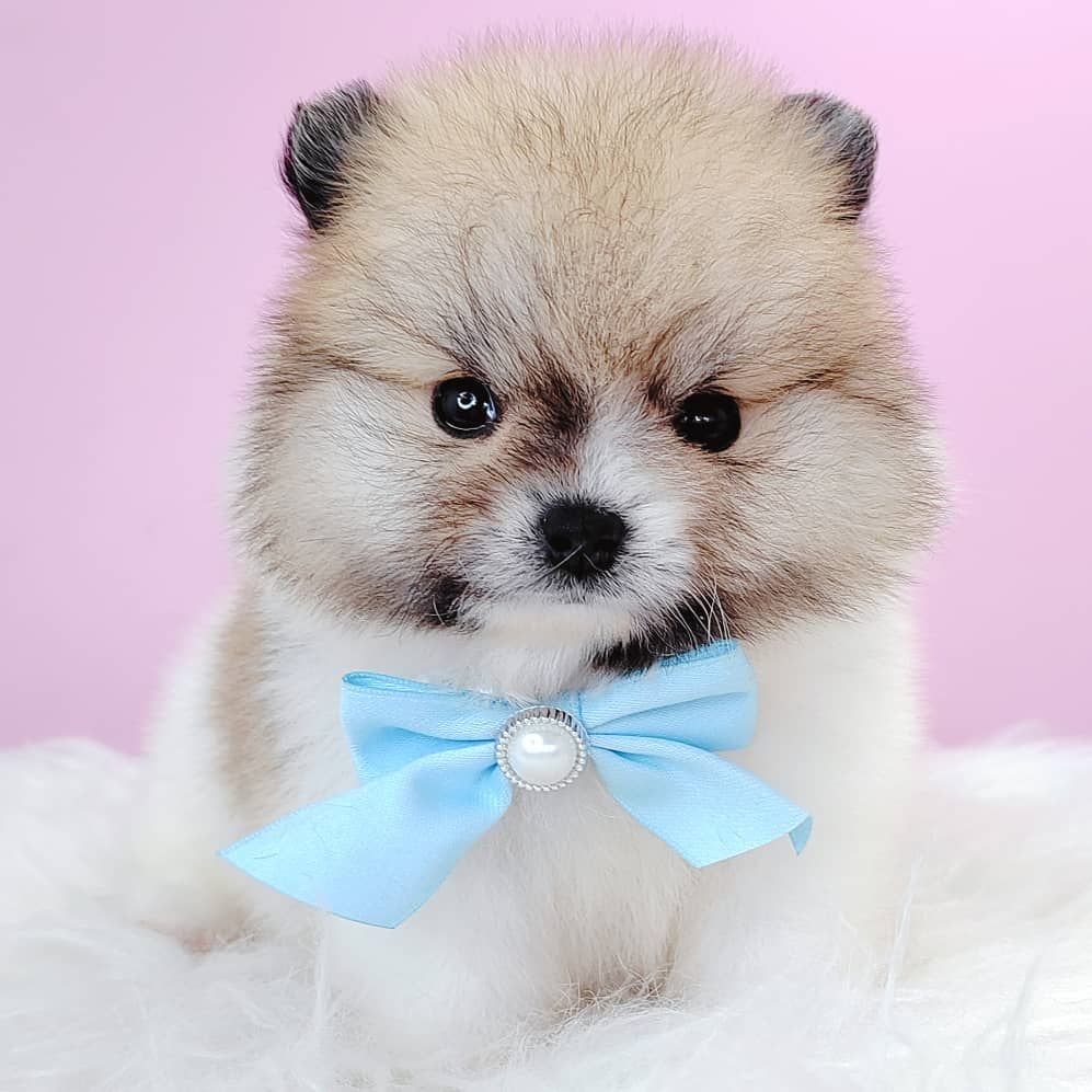 Pomeranian 博美