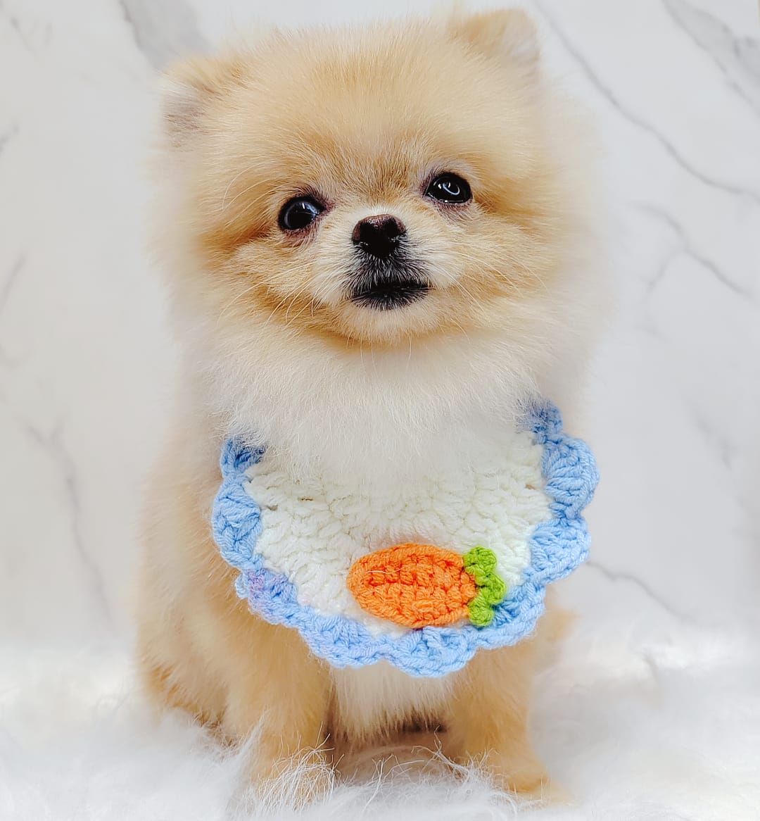 Pomeranian 博美