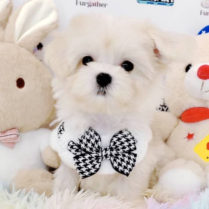 Maltese 马尔济斯