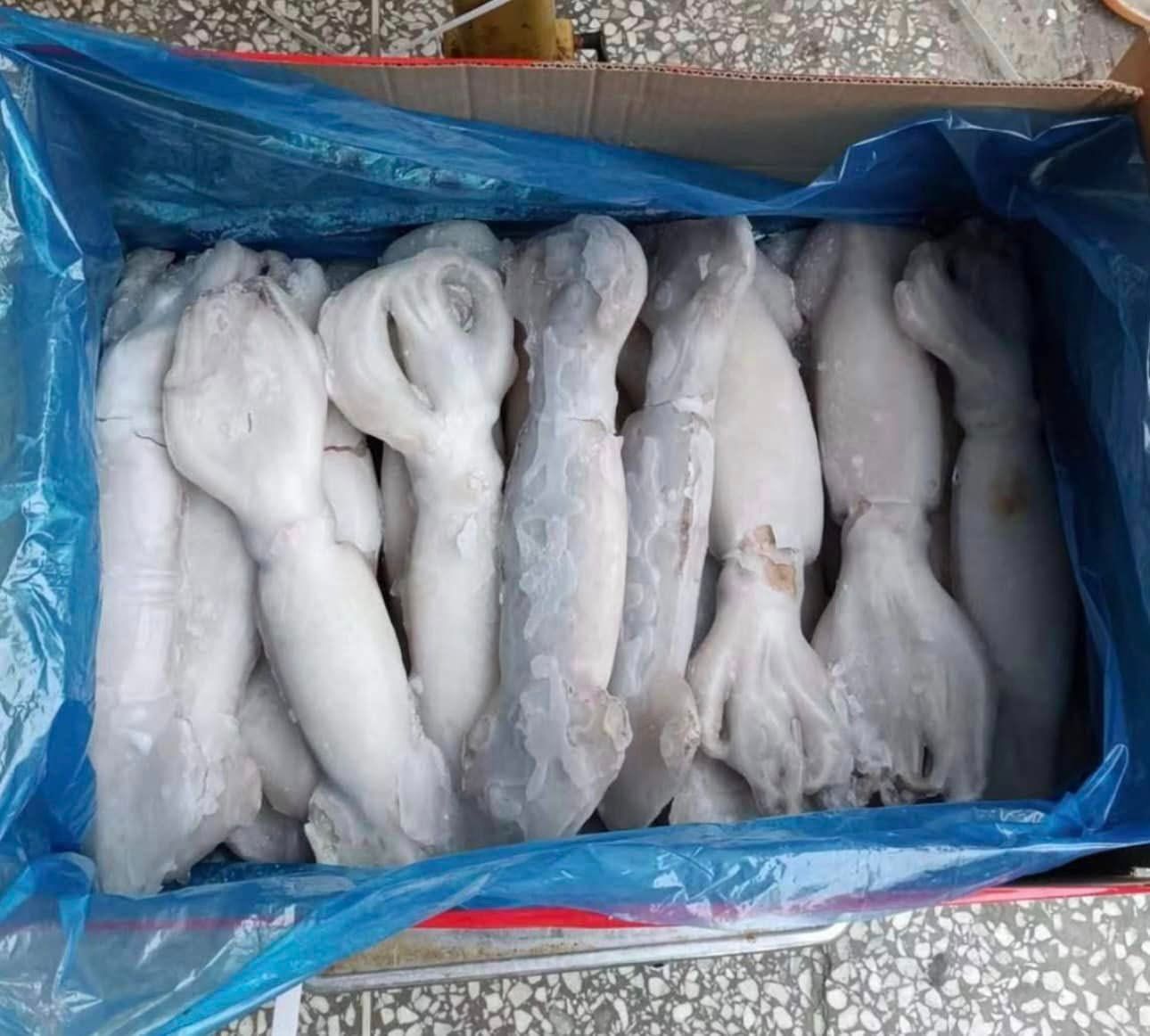 Frozen Argentina Squid All Size Supplier Malaysia | Cheong Vege