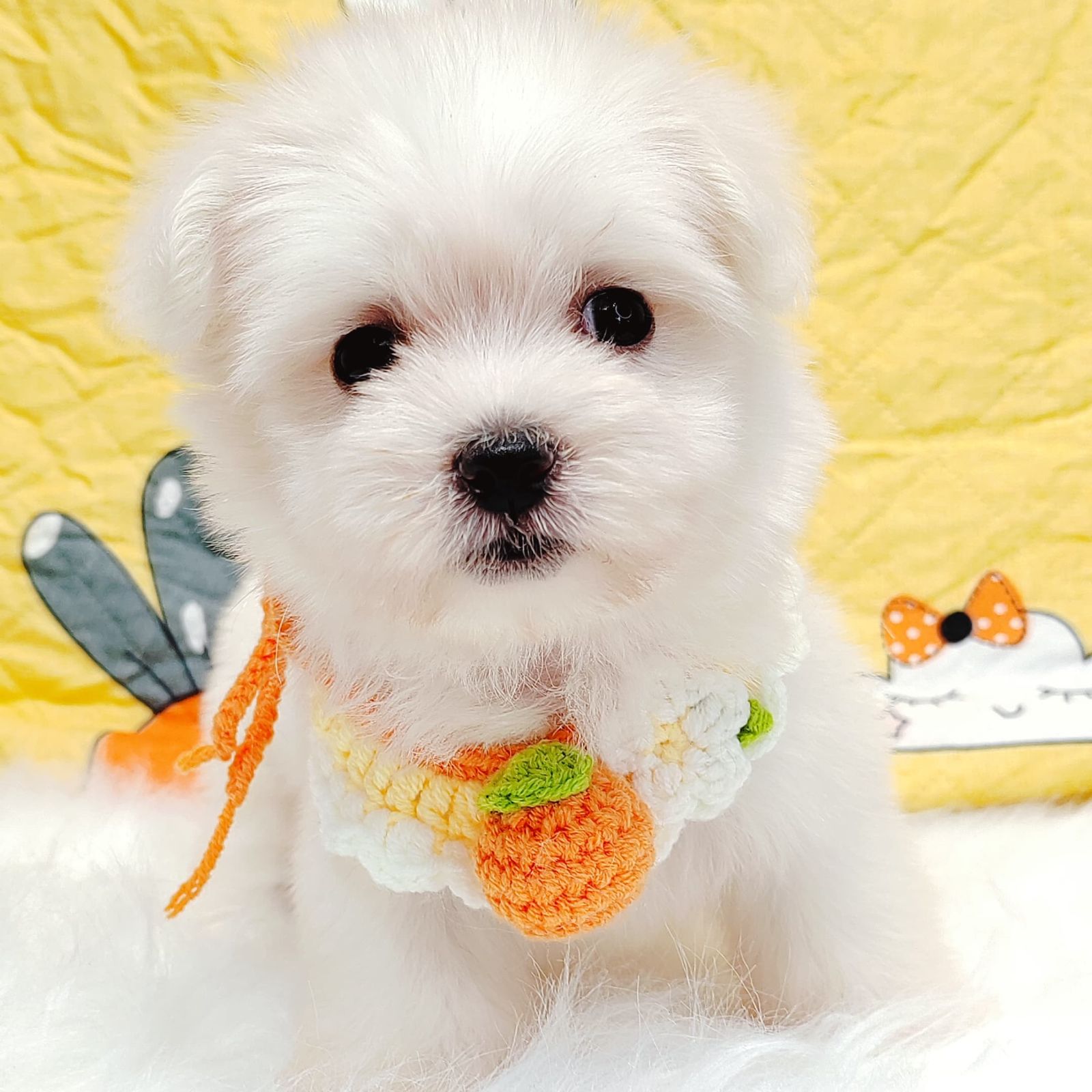 Maltese 马尔济斯