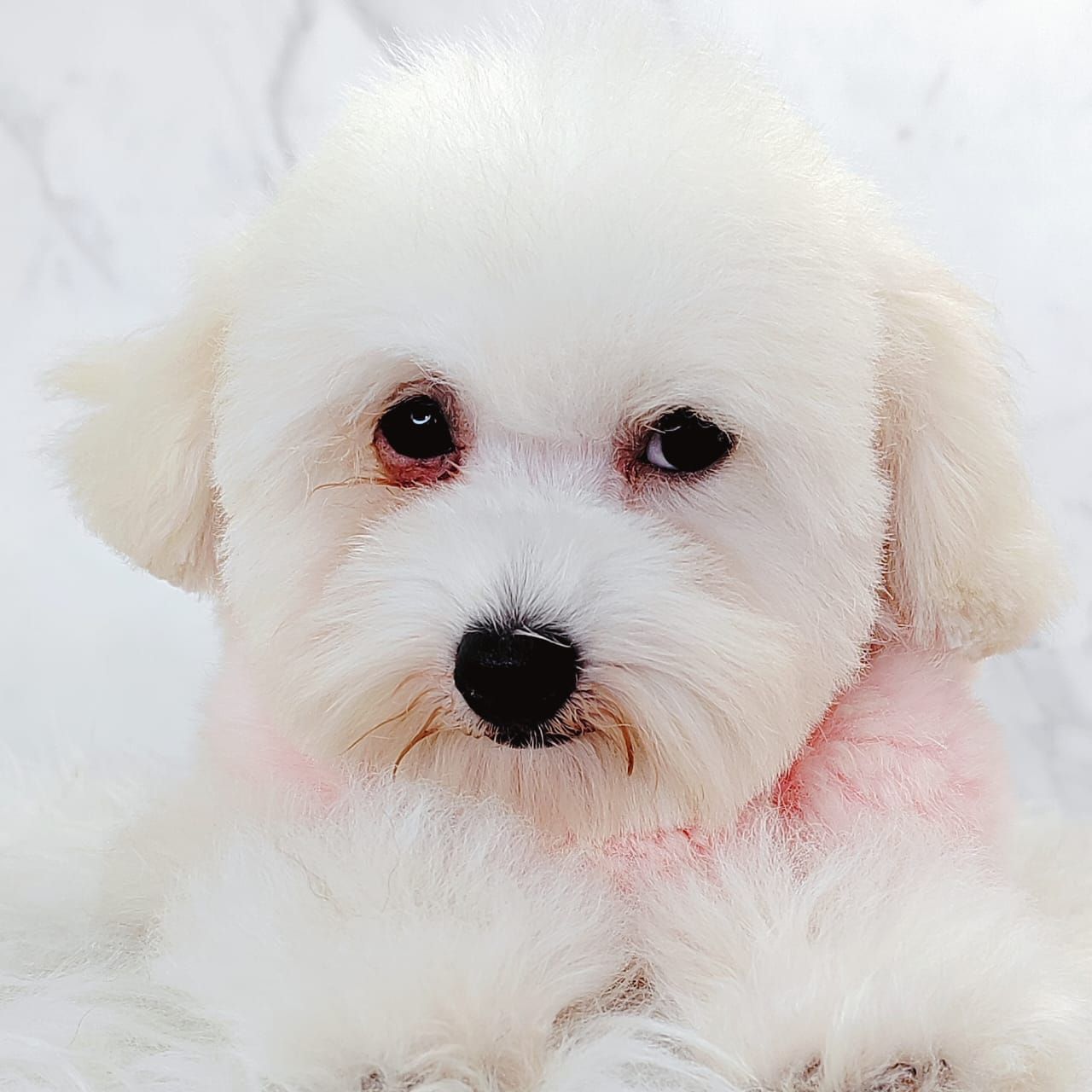 Poodle 娉拌开璐靛