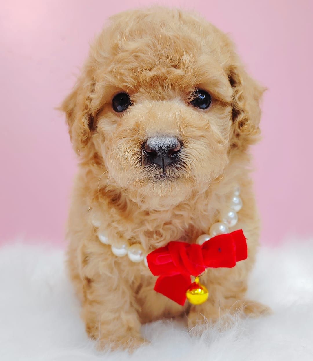 Poodle 娉拌开璐靛