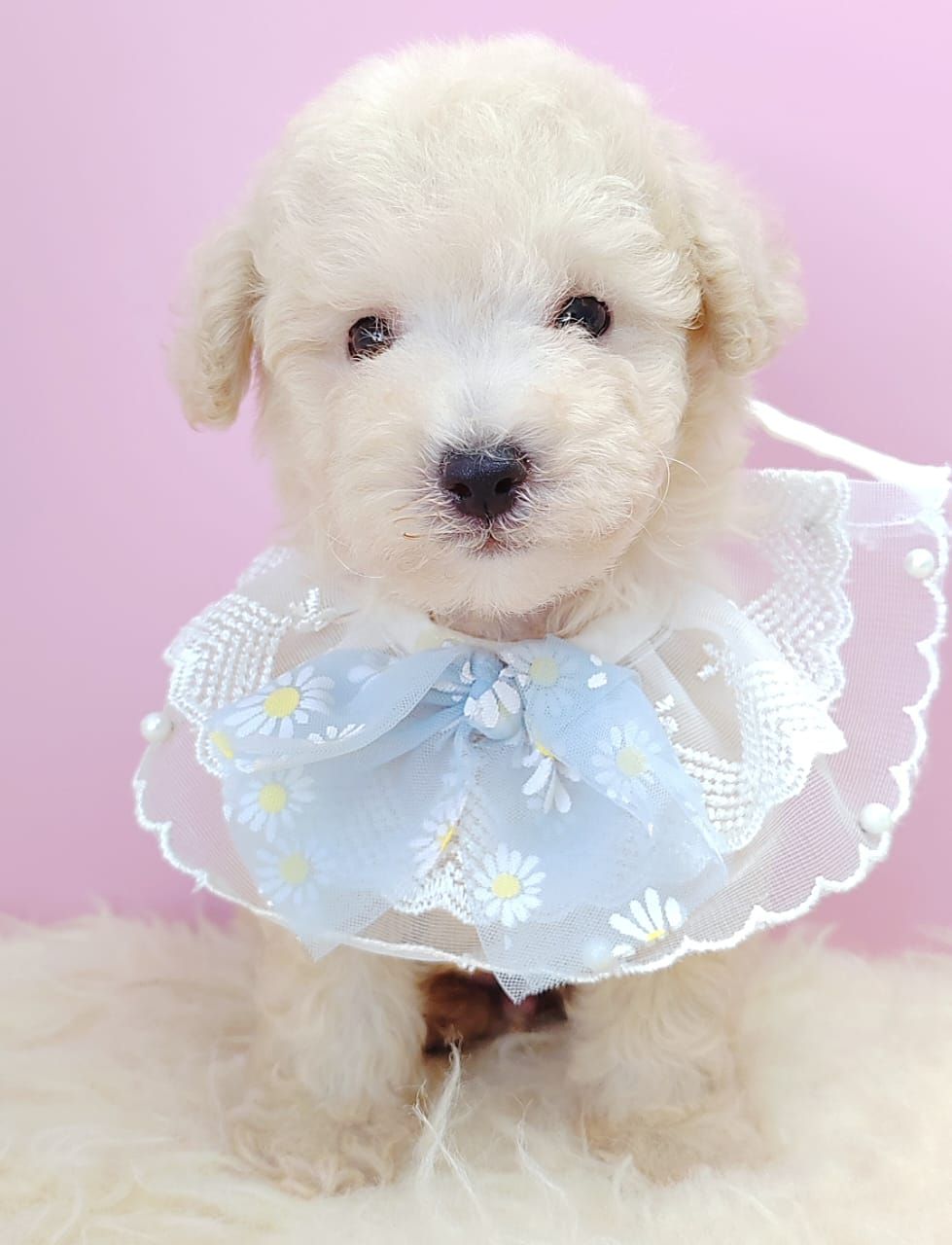 Poodle 娉拌开璐靛