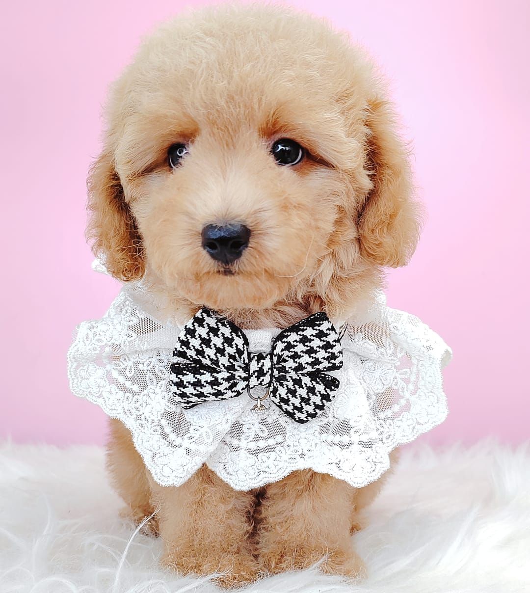 Poodle 娉拌开璐靛