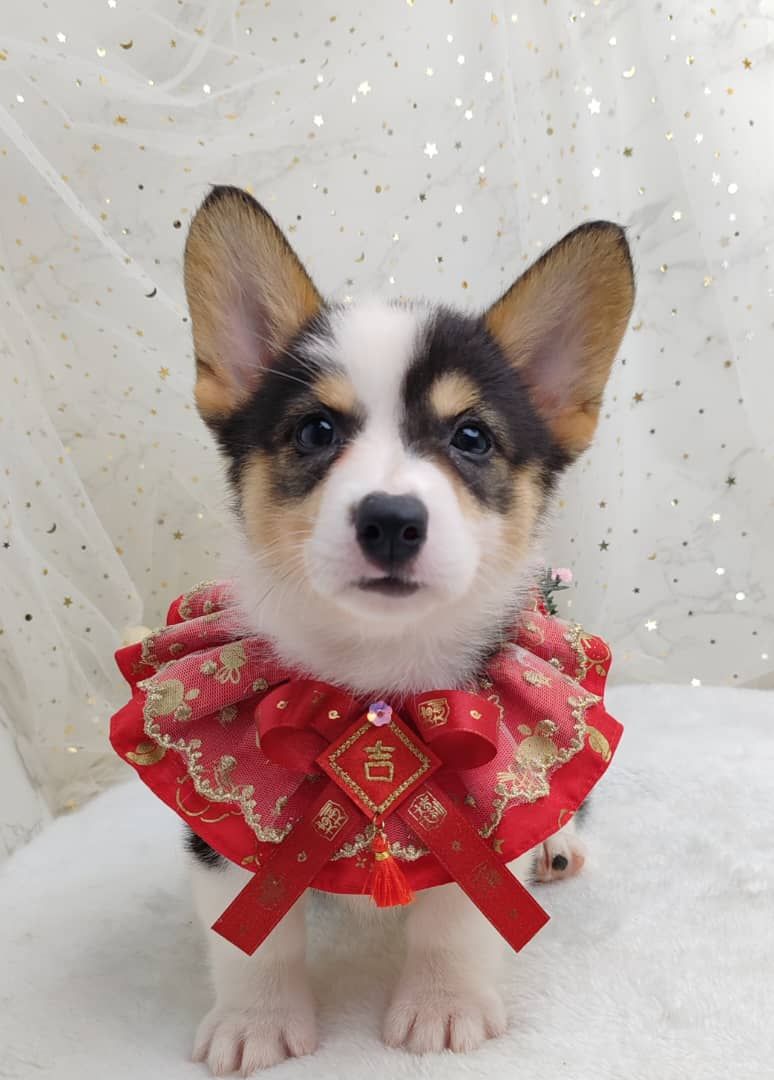 Welsh Corgi 柯基
