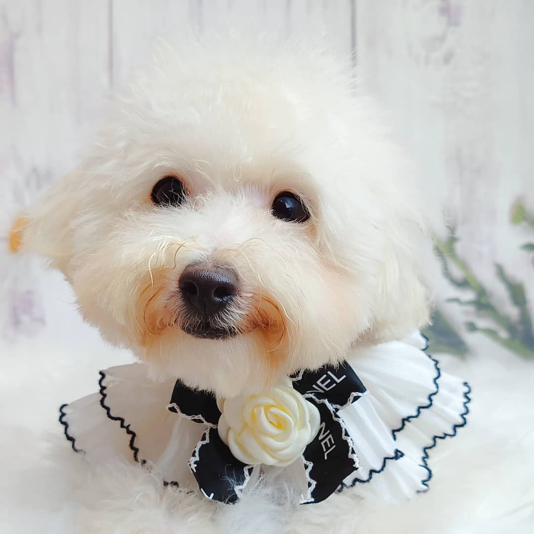 Maltipoo 马尔泰迪
