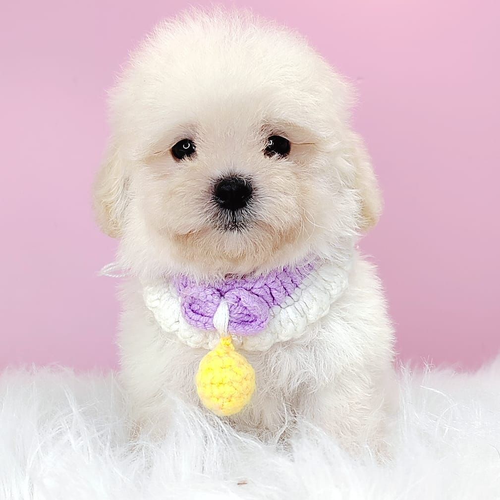 Poodle 娉拌开璐靛