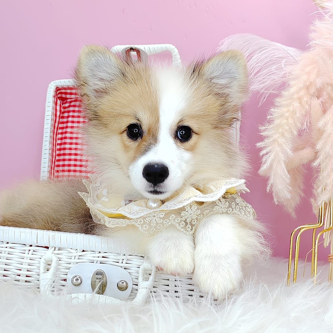 Welsh Corgi 柯基