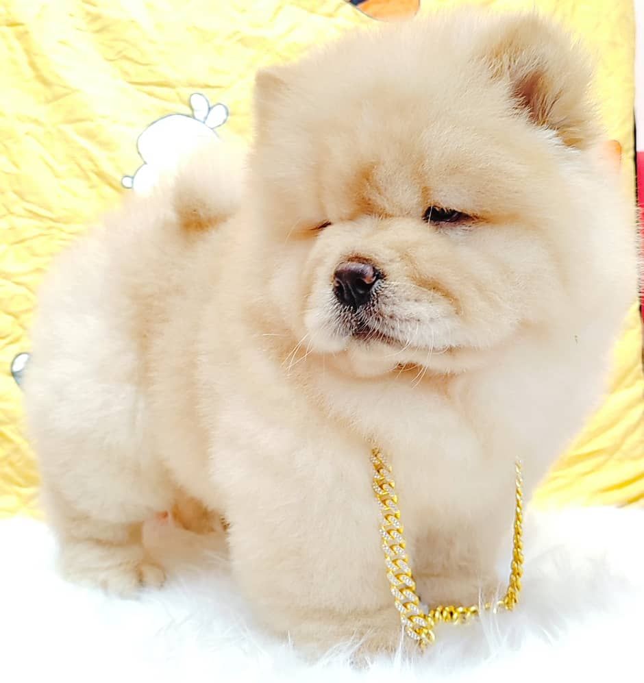 Chow Chow 松狮犬